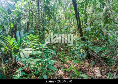 Forêt du parc national Laguna Lachua, Guatemala Banque D'Images