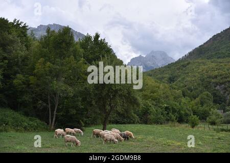 Troupeau de moutons paissant dans une colline au coucher du soleil. Banque D'Images