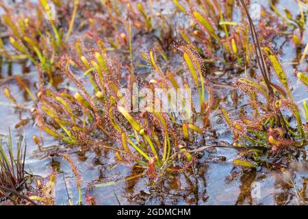 Plante carnivore : le Sundew Drosera capensis dans un habitat naturel proche de Ceres, dans le Cap occidental de l'Afrique du Sud Banque D'Images