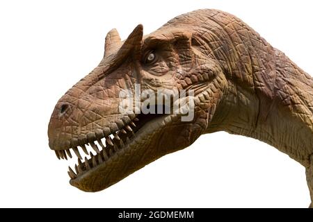 Allosaurus isolé sur fond blanc. Allosaurus est UN Carnivore Dinosuar vécu à l'époque jurassique Banque D'Images