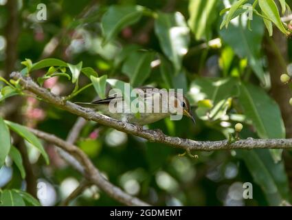 Petite femelle Scarlet Honeyeater (Myzomela sanguinolenta) perchée en branche parmi les feuilles vertes. Été, Tamborine Mountain, Australie. Banque D'Images