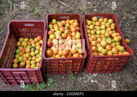 Abricots fraîchement récoltés empilés dans des seaux Banque D'Images