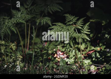 Photo d'une petite fougère frappée par la lumière du soleil dans la forêt ou les bois Banque D'Images