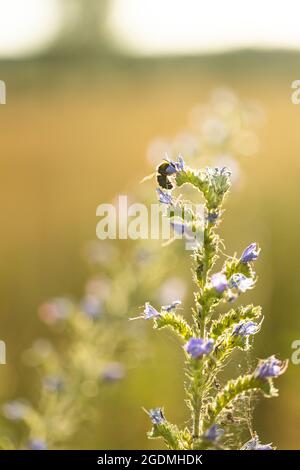 Gros plan Echium vulgare, connu sous le nom de Viper's Bugloss and Blueweed. Bumblebee assis sur Flower Banque D'Images