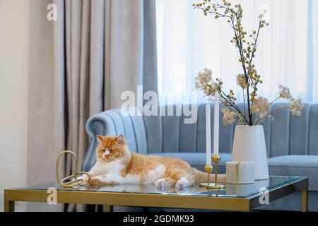 Joli gingembre avec chat blanc sur la poitrine assis fièrement sur la table en verre dans le salon à la maison Banque D'Images