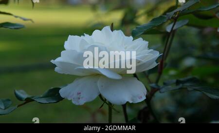 Gros plan sur la fleur de rose blanche le soir Banque D'Images