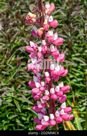 Lupin (Lupinus) 'la Chatelaine' (série des bandes de Nobles) plante à fleurs printanière d'été avec une fleur rose blanche d'été, photo de stock Banque D'Images