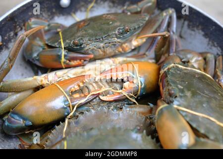 Les pattes de crabe brun ont des ailes larges et attachées Banque D'Images