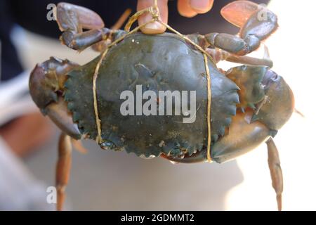 Les pattes de crabe brun ont des ailes larges et attachées Banque D'Images