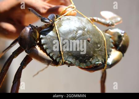 Les pattes de crabe brun ont des ailes larges et attachées Banque D'Images