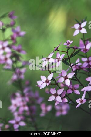 Belles fleurs roses de la Boronia de Sydney, de la Boronia ledifolia, de la famille des Rutaceae. Floraison d'hiver à printemps. Endémique aux sols en grès de Nouvelle-Galles du Sud, Vic Banque D'Images