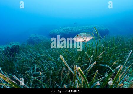 A John Dory (Zeus faber) poisson dans le pré Neptune (Posidonia oceanica) dans le parc naturel de ses Salines (Formentera, mer Méditerranée, Espagne) Banque D'Images