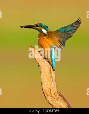 Kingfisher commun (Alcedo atthis), Kingfisher eurasien AKA ou Kingfisher fluvial. Cet oiseau coloré se trouve dans toute l'Eurasie et le nord de l'Afrique. JE Banque D'Images