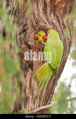 Israël, Parakeet sauvage à anneaux de roses (Psittacula krameri), AKA les poussins à anneaux de Parakeet sont nourris dans un trou d'arbre. Le Parakeet rosé a établi Banque D'Images