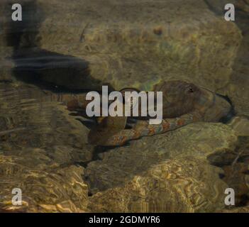 Serpent d'eau commun nageant dans le lac Banque D'Images