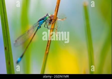 La mouche à queue bleue ou le bluetail commun (Ischnula elegans) se tenant sur les lames de l'herbe et mangeant sa proie, la mouche du chaos. Banque D'Images