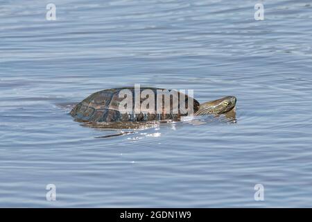 La tortue d'étang espagnole (Mauremys leprosa), également connue sous le nom de tortue d'étang méditerranéenne ou tortue méditerranéenne, est une espèce de tortue de la famille Banque D'Images