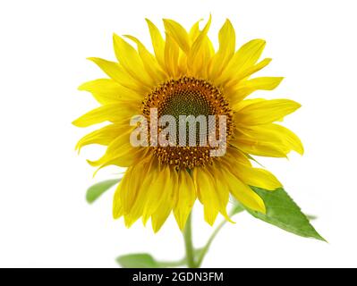 fleur de tournesol avec feuilles vertes isolées sur fond blanc Banque D'Images