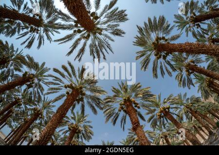 L'agriculture du désert. fisheye vue d'une plantation de palmiers photographiés dans la région de la Mer Morte, Israël Banque D'Images