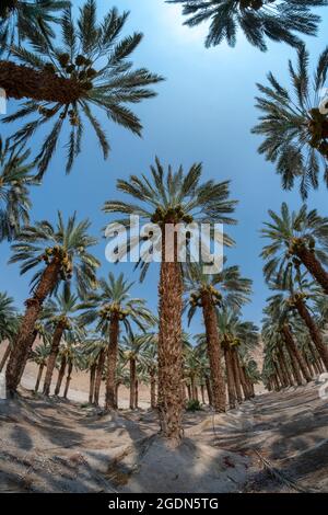 L'agriculture du désert. fisheye vue d'une plantation de palmiers photographiés dans la région de la Mer Morte, Israël Banque D'Images