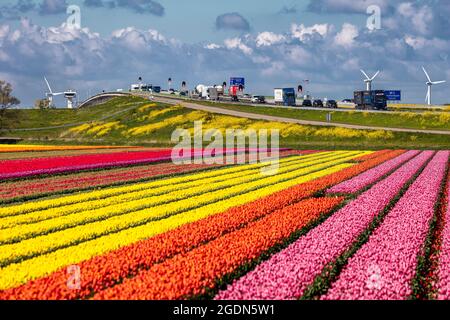 Pays-Bas, Nagele, camions et voitures sur l'autoroute A6 près de Ketekbrug, pont Ketel. Champs de tulipes fleuris. Printemps, éoliennes. Banque D'Images