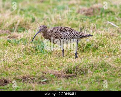 Le curlew se nourrissant dans un champ herbacé Banque D'Images