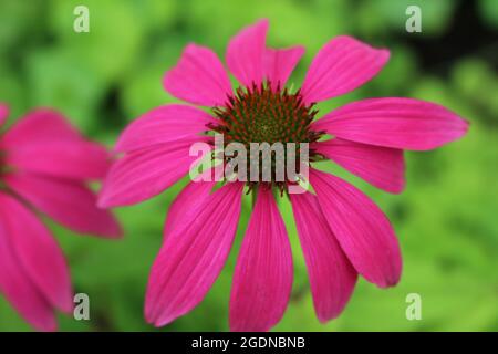 Les fleurs d'échinacée fleurissent en rose vif dans un jardin du Nouveau-Brunswick, au Canada Banque D'Images