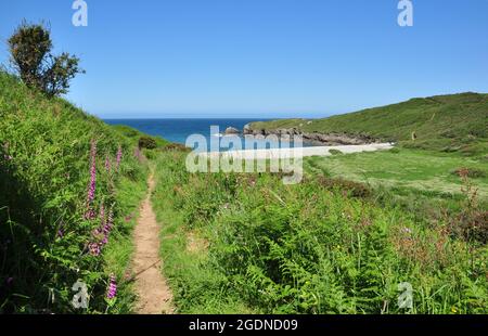 Pembrokeshire Coast Path à la petite baie d'Aber Bach, Pembrokeshire, pays de Galles, Royaume-Uni Banque D'Images