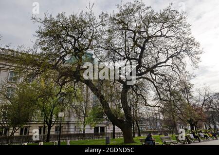 Lieu confortable pour la détente printanière avec des amis à l'ombre des arbres dans le parc, Sofia, Bulgarie Banque D'Images