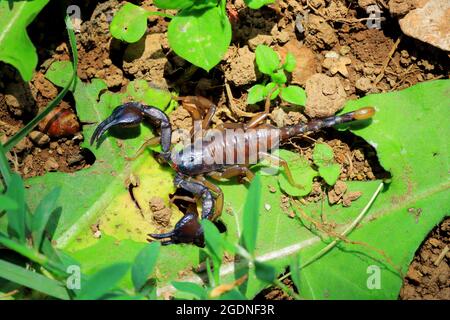 Scorpion à queue jaune européen - Euscorpius flavicaudis Banque D'Images