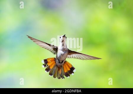 Une femelle Ruby Topaz Hummingbird (Chrysolampis moustiques) planant avec sa queue s'étalant face à la caméra avec un fond pastel. Vol d'oiseau. Banque D'Images