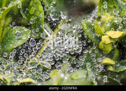 De minuscules gouttelettes d'eau se sont accumulées sur la toile des araignées et les feuilles vertes après une pluie sur un beau matin au printemps Banque D'Images