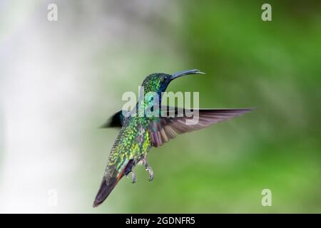 Un colibri de mangue à gorge noire (Anthracothorax nigricollis) qui vole loin de l'appareil photo avec un arrière-plan flou. Vol d'oiseau. Oiseau tropical. Banque D'Images