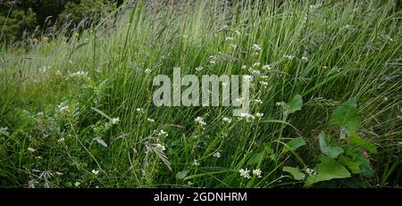 Mélangé avec des herbes et du Silverweed, l'oreille de souris commune qui pousse sur le rivage à l'extrémité nord du Loch Caolisport Cerastium fontanum Banque D'Images
