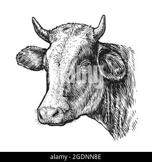 Dessin de la tête de vache isolée avec des cornes sur blanc. Esquisser une illustration vectorielle vintage Illustration de Vecteur