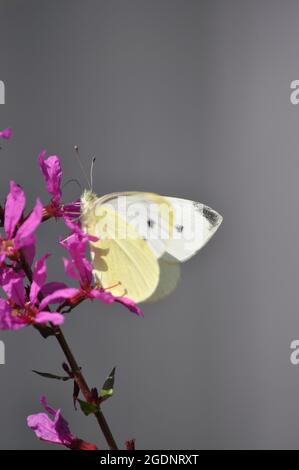 Grand papillon blanc (Pieris brassicae) Banque D'Images
