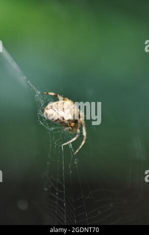 Araignée de jardin - Araneus diadematus dans son web.L'arrière-plan est vert à partir du feuillage derrière Banque D'Images