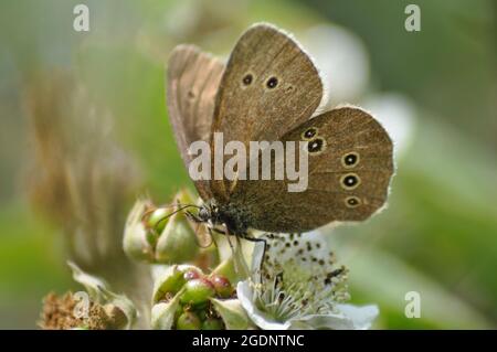 Le papillon des ringlet (Aphantopus hyperantus) repose sur des fleurs qui poussent à hedgerow en été Banque D'Images