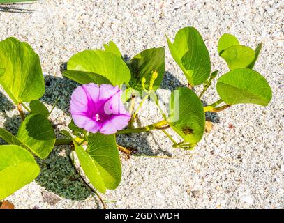 Goatd's foot Morning Glory ou Beach Morning Glory également connu sous le nom de Rainroad Vine ou Bayhoublon sur Nokomis Beach sur le golfe du Mexique à Nokomis Florida USA Banque D'Images