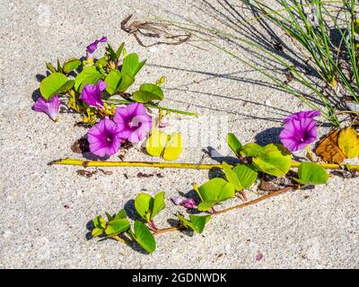 Goatd's foot Morning Glory ou Beach Morning Glory également connu sous le nom de Rainroad Vine ou Bayhoublon sur Nokomis Beach sur le golfe du Mexique à Nokomis Florida USA Banque D'Images