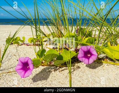 Goatd's foot Morning Glory ou Beach Morning Glory également connu sous le nom de Rainroad Vine ou Bayhoublon sur Nokomis Beach sur le golfe du Mexique à Nokomis Florida USA Banque D'Images