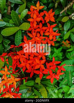Géranium de la jungle flamme de la cruz de malte fleur capturée de près Banque D'Images