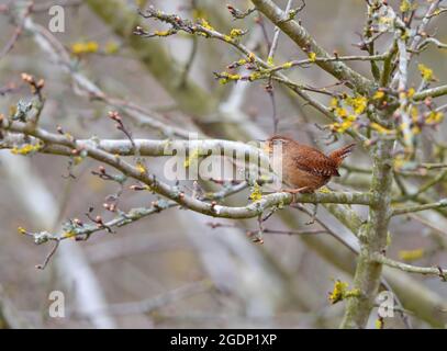 Un homme chantant de Wren eurasien (troglodytes troglodytes) dans une brousse à Suffolk, au Royaume-Uni Banque D'Images