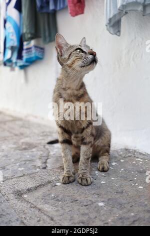 Jeune féral Cat dans la rue de Lindos en Grèce. Greek Stray Kitten se trouve sur le sol à l'extérieur. Banque D'Images