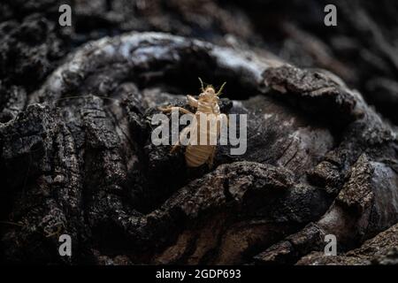 Cicada exuviae (exosquelette) sur l'écorce d'un arbre. Banque D'Images