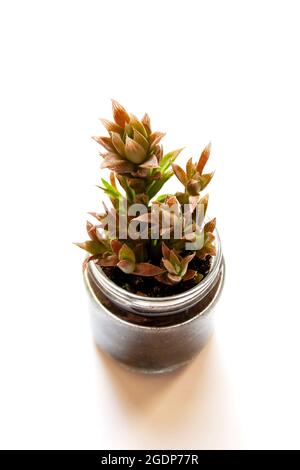Haworthia cooperi plante succulente dans un petit pot en verre isolé sur fond blanc Banque D'Images