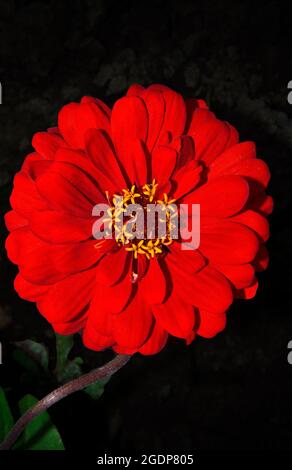 Fleur de zinnia rouge, isolée sur fond noir. Zinnia croissance gracieux dans le jardin - fleur élégante. Floriculture, jardinage ou horticulture Banque D'Images