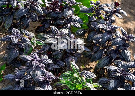 De nombreuses feuilles de basilic violet mûr sont en gros plan dans le jardin d'été. Banque D'Images