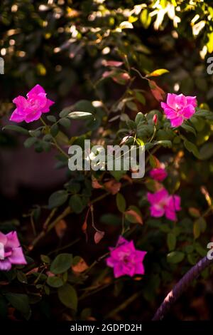 Belle nature pinks fleur dans le jardin de la nature Banque D'Images