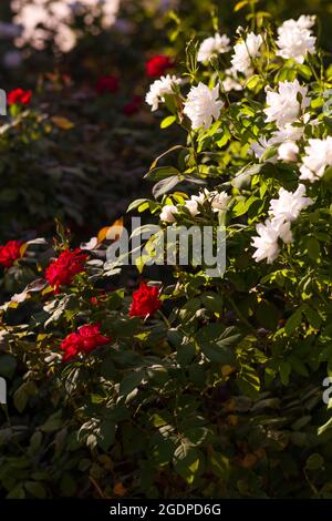 Belle nature pinks fleur dans le jardin de la nature Banque D'Images